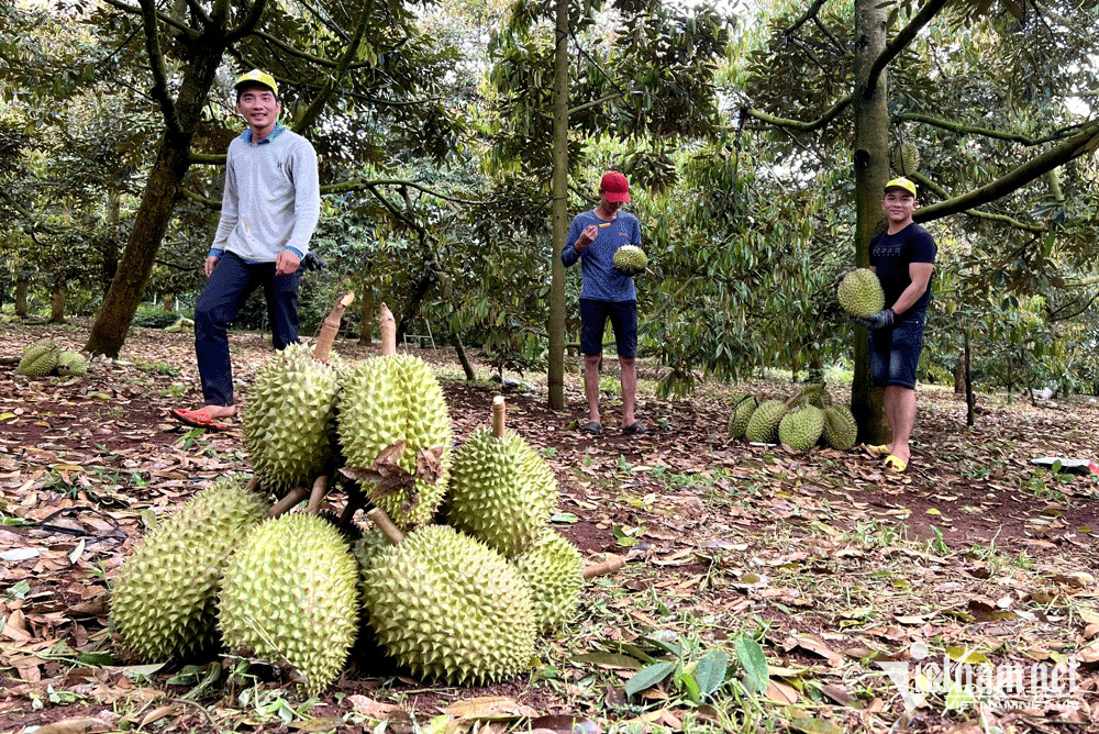 Phát triển quá 'nóng', Bộ lại chỉ đạo khẩn về cây sầu riêng